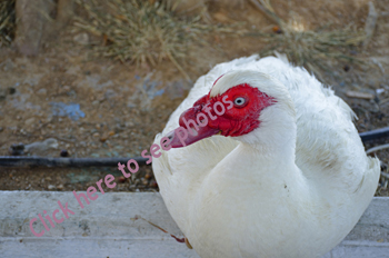 Click here to see photographs of Muscovoy Ducks
